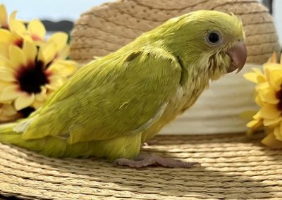 Yellow parrot for sale
