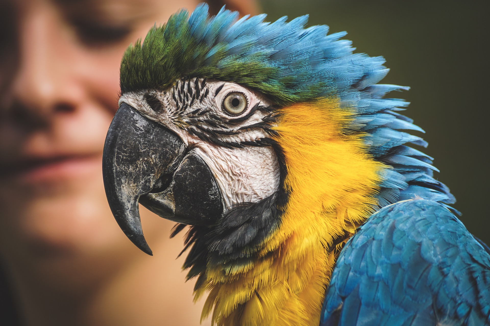 Hand tamed parrot for sale