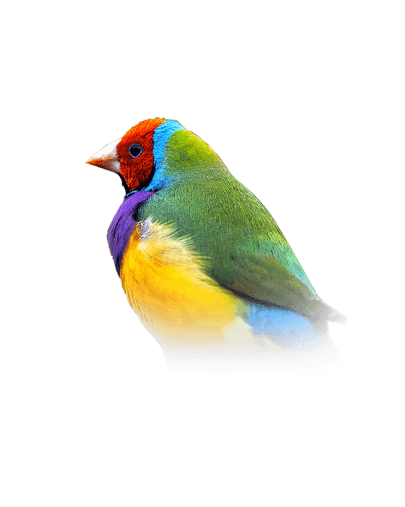 Hand tamed parrot for sale