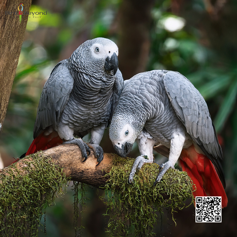 african grey parrot pair