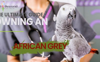 The Ultimate Guide to Owning an African Grey Parrot