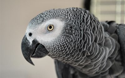 African Grey Parrot for Sale 
