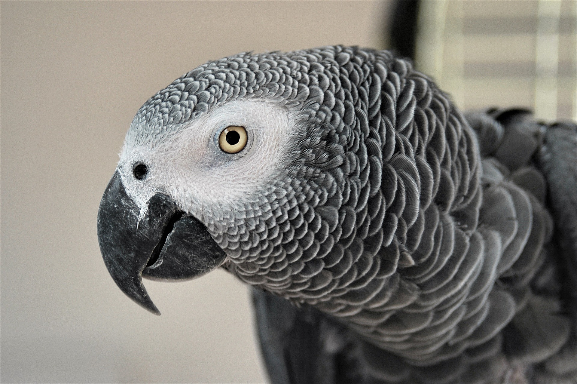 African Grey Parrot for Sale African Grey Parrot for sale