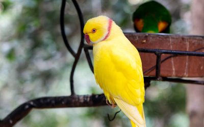 Indian Ringneck for Sale | Indian Ringneck Parakeets Richmond TX & Nationwide