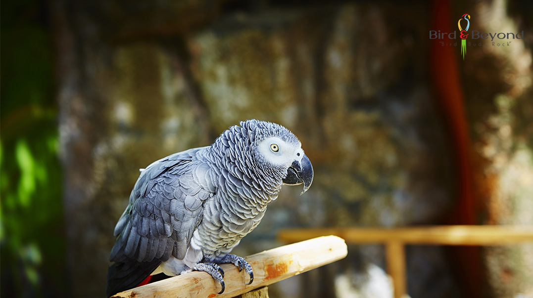 african grey parrot to buy