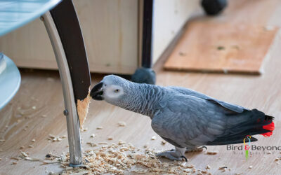 African Grey Parrot Diet: Best Food for a Healthy Talking Bird
