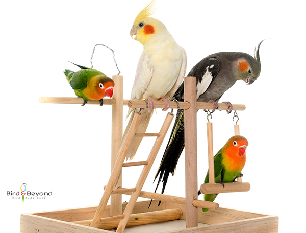 Bird toys for sale