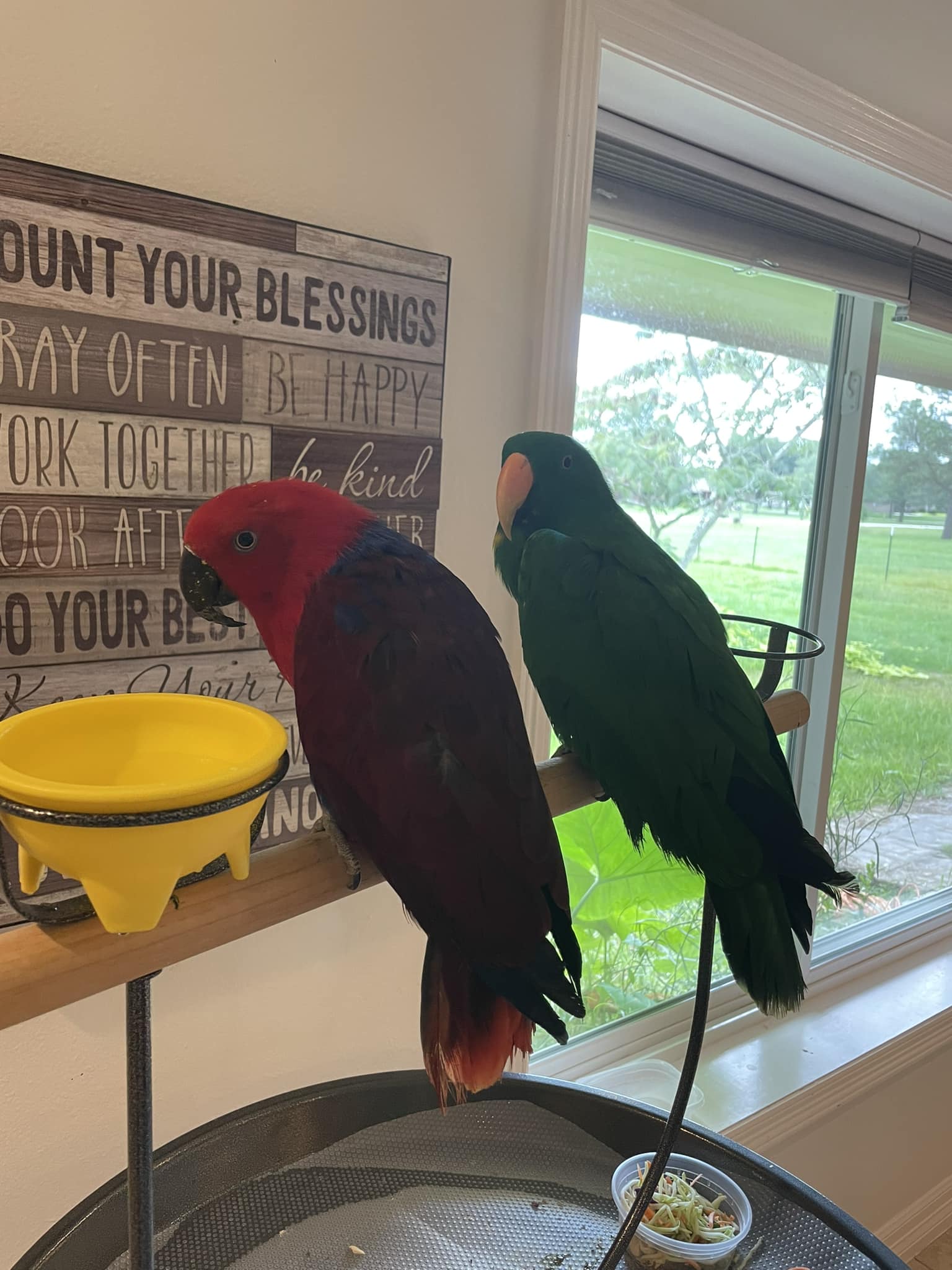 eclectus-parrots eclectus
