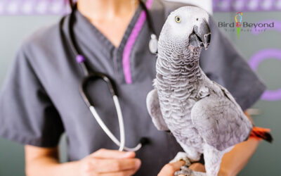 African Grey Talking Parrots: How to Train Your Grey to Speak
