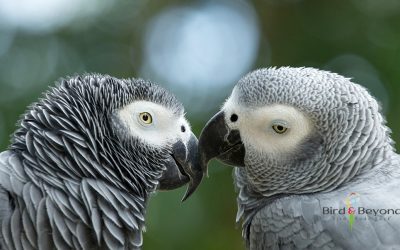 African Grey Parrot Price: Full Cost of Owning an African Grey Bird
