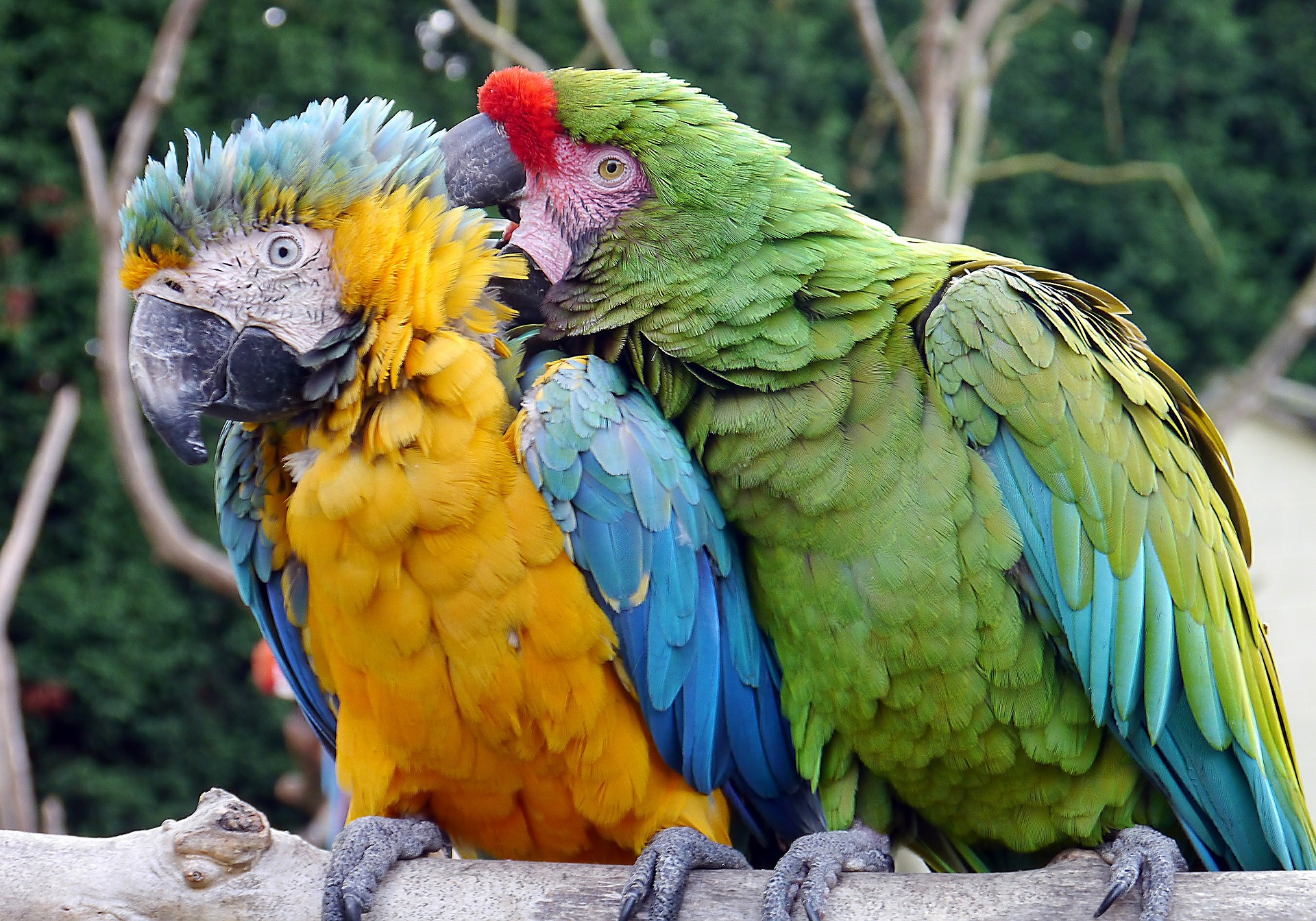 macaws for sale