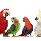 hand tame parrots