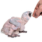 hand feeding parrot