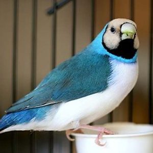blue back gouldian finch