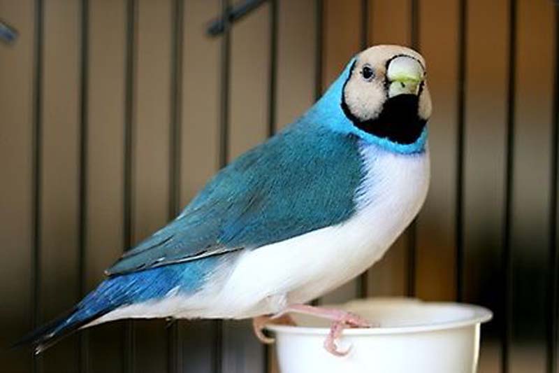 blue back gouldian finch