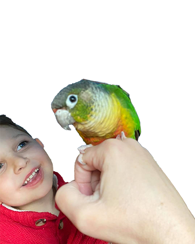Green Cheek conure for sale