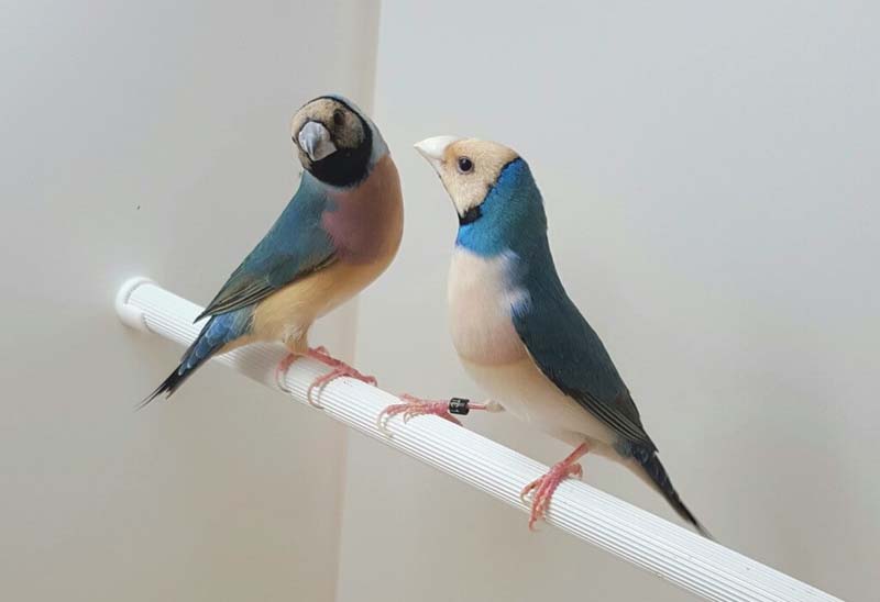 blue back gouldian finches for sale