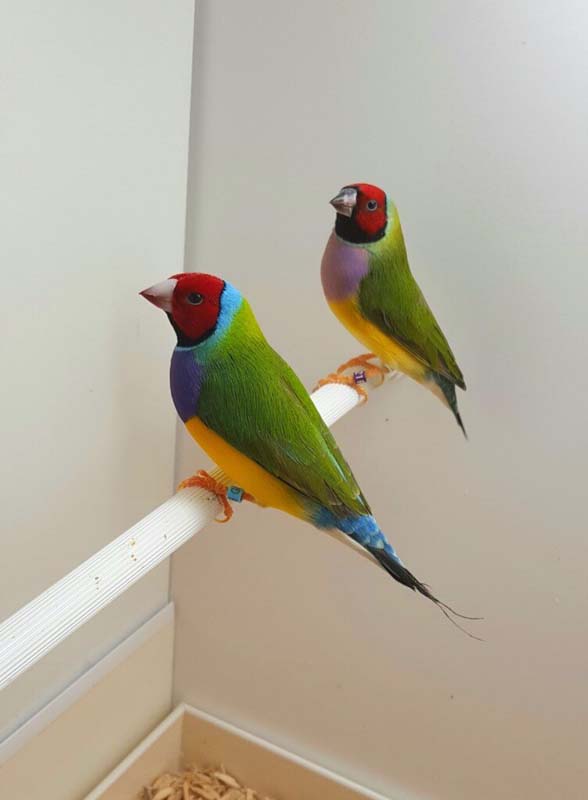 Green Back Gouldian Finch - Image 2