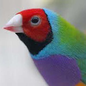 greenback lady gouldian finch
