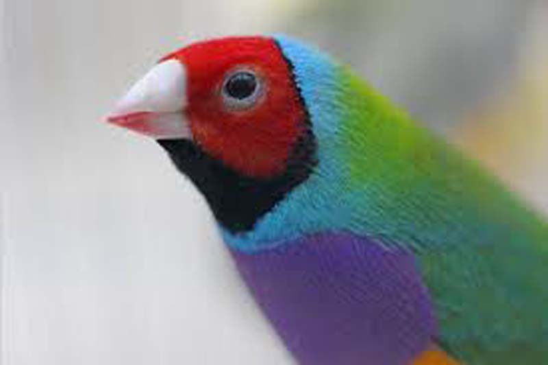 greenback lady gouldian finch