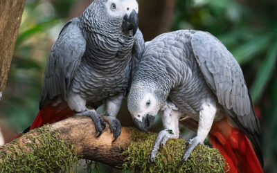 African Grey Parrot Sounds & Talking: Understanding Their Language