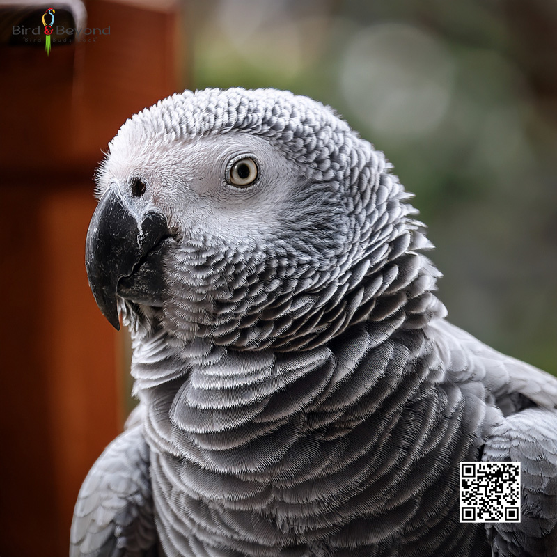 African Grey for sale
