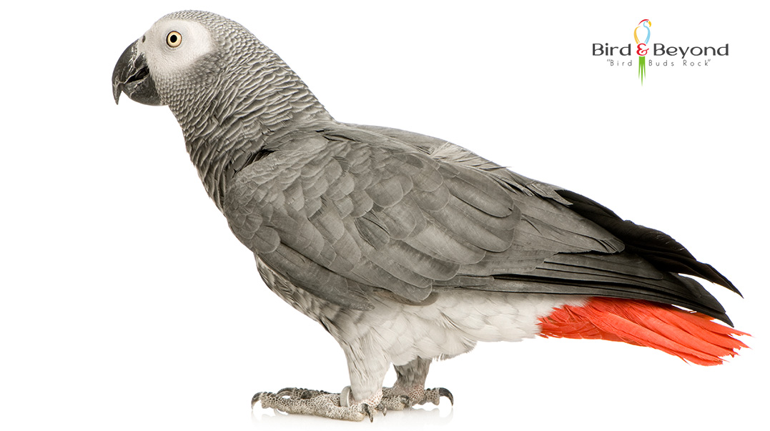 African Grey for sale