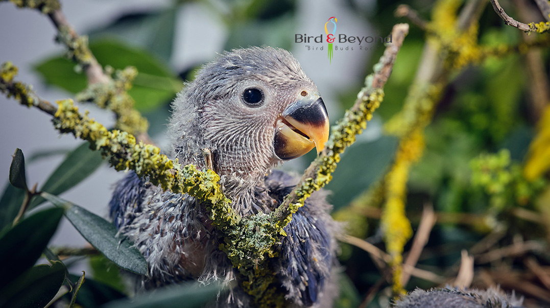 African Grey for sale